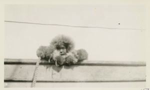 Image of Eskimo [Inughuit] kiddie looking over rail